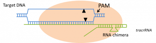 ge_0201_crispr_cas_0.png