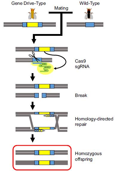 ge_0207_gene_drives_fig1.jpg