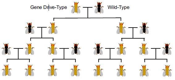 ge_0207_gene_drives_fig2.jpg